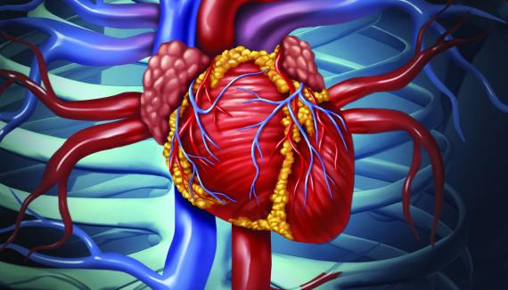cardiovascular_human_heart_crop