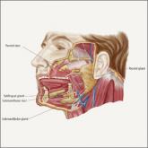 Geography of the salivary glands