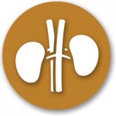 kidney logo