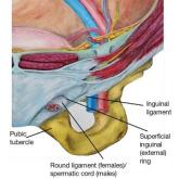 Anatomy of the Inguinal Canal