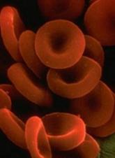 red blood cells