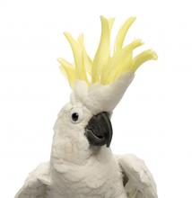 White cockatoo with a yellow crest