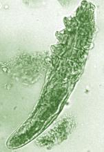 Demodex mite