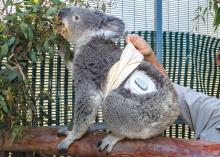 Quincy, a koala with diabetes at the San Diego Zoo, wearing a continuous glucose monitor.