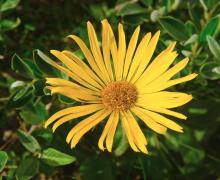 A close up of an arnica Montana flower.