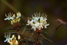 Rhododendron tomentosum