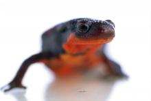 A focused photo of a newt with a red underbelly.