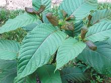 The Mitragyna Speciosa tree, from which the drug kratom is produced.
