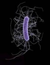 C. difficile infection as the underlying cause of death rose from less than 1/200,000 people in 1999 to about 2.4/100,000 in 2008.