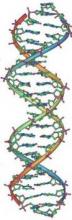 Researchers do not agree on which population segments should be screened for BRCA1 and BRCA2 mutations.