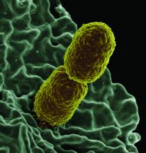 Colorized scanning electron micrograph showing carbapenem-resistant Klebsiella pneumoniae interacting with a human neutrophil.