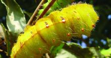 A tasar silk moth caterpillar.