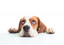 Beagle head isolated on a white background