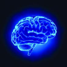 A computer graphic of a blue-colored brain.