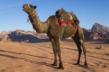 camel