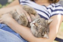 Tabby cat lying on its owner's lap