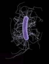 An illustration of the ultrastructural morphology exhibited by a single Gram-positive Clostridium difficile bacillus.