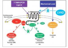 LVAD support normalizes loading conditions in the adjacent zone, which suppresses G-alpha-q–mediated alpha1-AR/AT1R signaling but also suppreses beta-arrestin–mediated signaling.