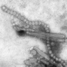 Seasonal flu vaccines may neutralize H7 viruses, including the H7N9 avian flu (shown above).