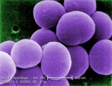 Staphylococcus aureus