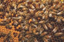 Queen bee among worker bees on honeycomb frame
