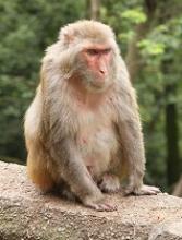 Rhesus macaque Photo by Einar Fredriksen
