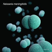 Illustration of a number of diplococcal, gram-negative, Neisseria meningitidis bacteria.