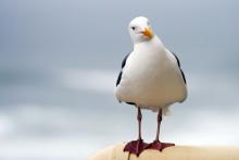 A seagull looks directly at the camera