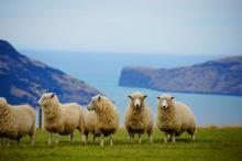 Several sheep in New Zealand